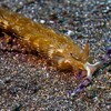 Blue Dragon Nudi