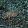 Lionfish