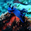 Nudibranch