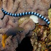 Nattern-Plattschwanz (Seekrait), hochgiftig