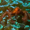 Orang-Utan-Krabbe