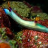 Hypselodoris Bullocki