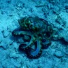 Oktopus