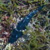 Krokodilfisch