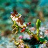 Nembrotha purpureolineata