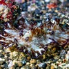 Discodoris Boholiensis (Nudi)