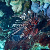 Lionfish (von Esther)