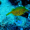 Boxfish