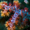 Dendronephthya