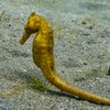 Seepferdchen