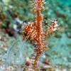 Schmuck-Geisterpfeifenfisch
