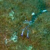 Spotted Cleaner Shrimp