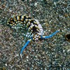 Riesen-Warzenschnecke