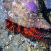 Giant Spotted Hermit Crab