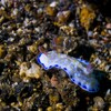 Hypselodoris infucata