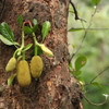 Jackfruit