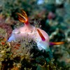 Hypselodoris bullockii