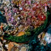 Variable Neonsternschnecke