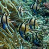 Banggai-Kardinalbarsche