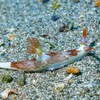 Nembrotha lineonata