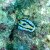 Nudibranch