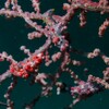 Pygmy-Seahorse