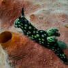 Nembrotha cristata