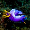 Hypselodoris apolegma