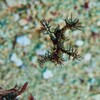 Schmuck-Geisterpfeifenfisch
