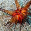 Roter Diademseeigel