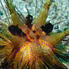 Roter Diademseeigel